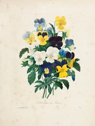 Bouquet de pensées, gravé par Victor, de 